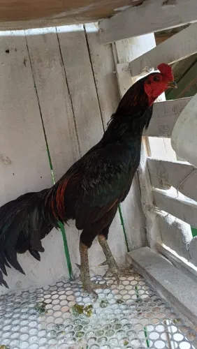 Galo tuzo