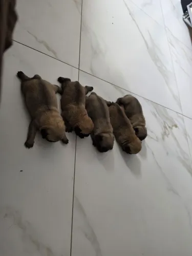 Pug