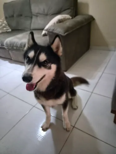 HUSKY MACHO PARA CRUZAR
