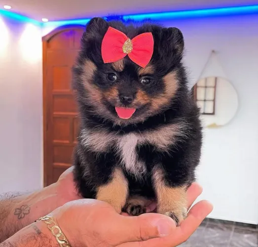 Filhote spitz alemão, fofos e carinhosos!