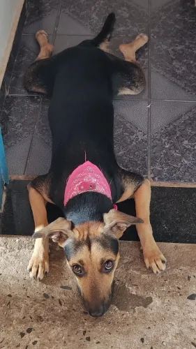 Doação de cachorro fêmea brava