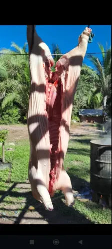 Porco abatido de até 30 kilos