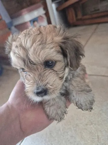 Filhotes de Poodle