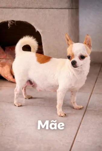 cachorro Chihuahua 3.500