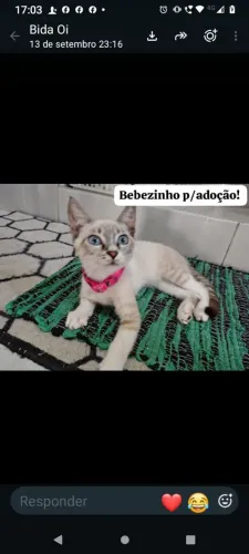 Gata pra adoção 
