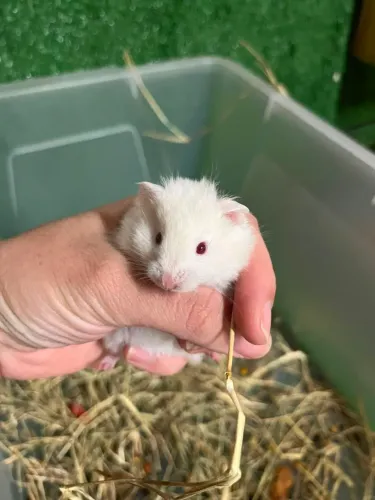 Hamster sírio