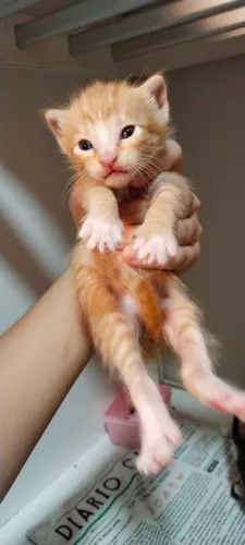 Adote o Caju!