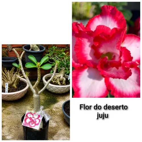 Vendo muda de flor do deserto 