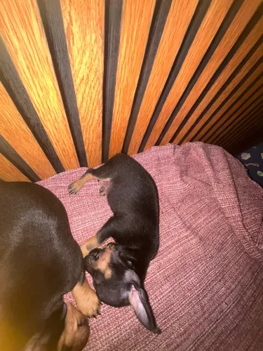 Filhote de pinscher 