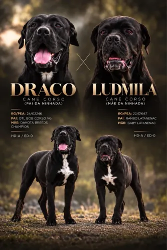 Filhote cane corso