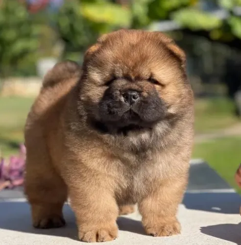 Filhotes de Chow Chow | Amor que contagia.