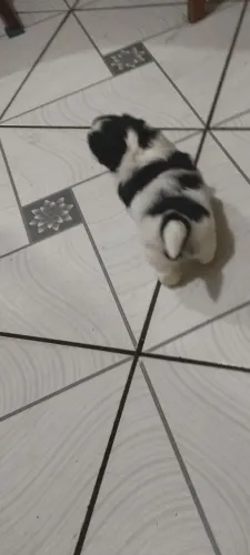 Shitzu fêmeas 
