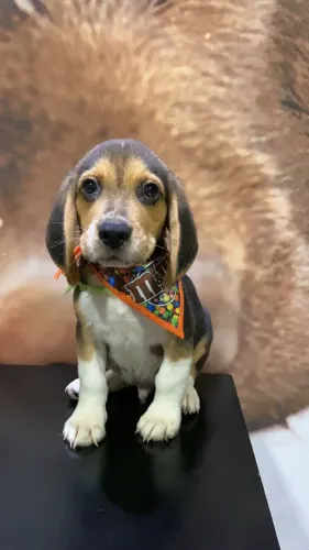 Filhotes disponíveis com muito amor para oferecer