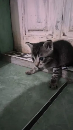 Doa-se esse gatinho