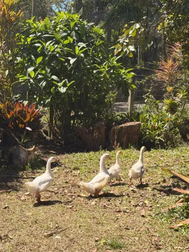 Ganso Sinaleiro branco, 60 dias pronto para entrega