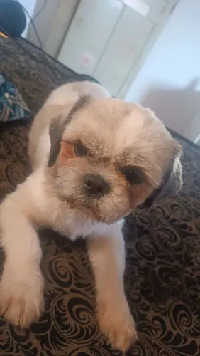Shitzu macho