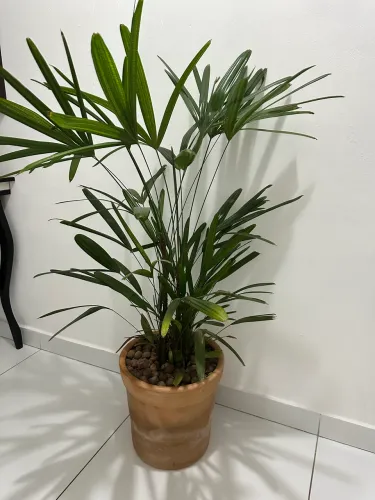Palmeira Rafis já pronta pra você