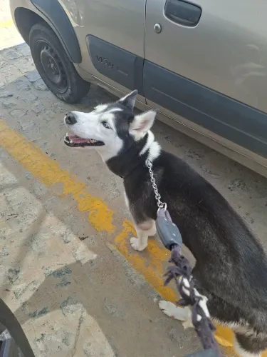 Doa-se husky siberiano fêmea
