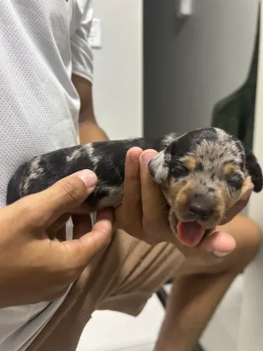 Filhotes salsichas (dachshund)