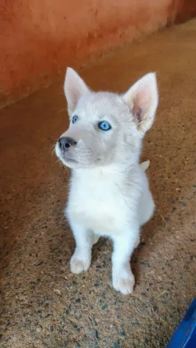 Filhote de husky