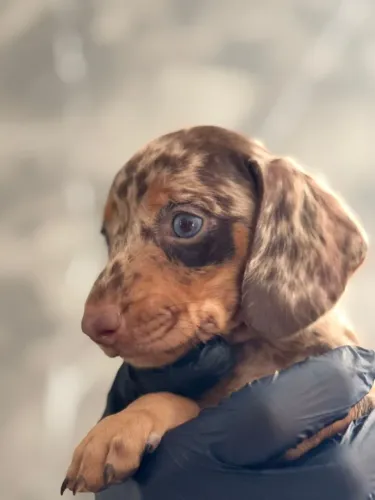 dachshund olhos verdes