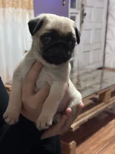 Pug macho filhote