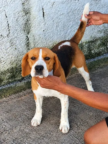 Cachorro raça beagle
