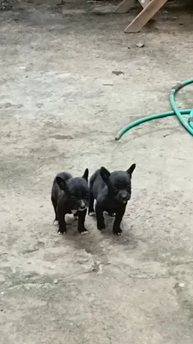 Doação de casal mestiço de pitbull