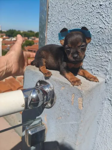 Pinscher super fofo - mais informações no chat!