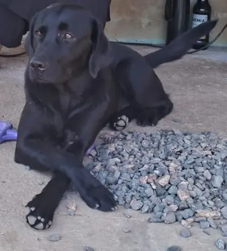 Cachorro labrador para doar tem 4 anos