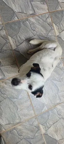 doação de cachorra porte pequeno médio