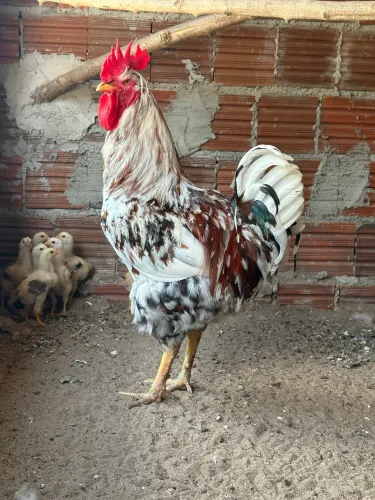 Galo GSB Sertanejo balão 