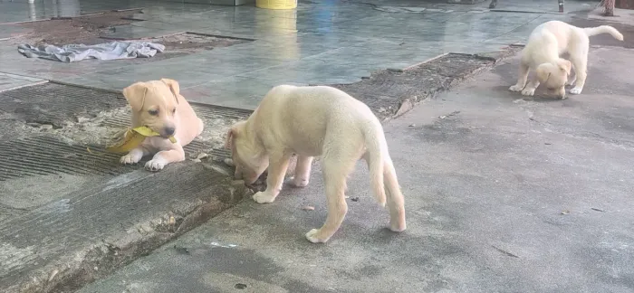 Filhotes de cachorro para doação