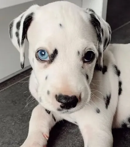 Dalmata 