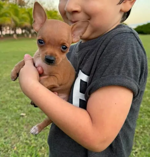 Pinscher macho zerinho 