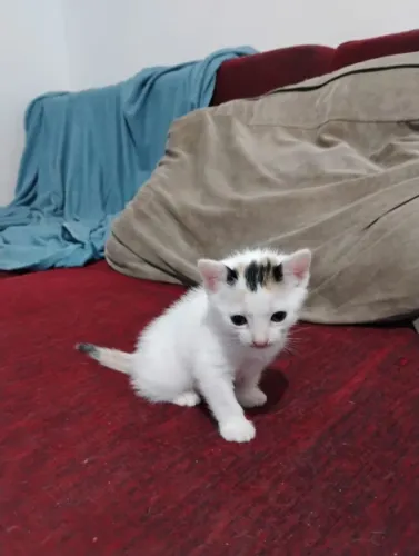 Gatinha filhote linda e doce para adoção