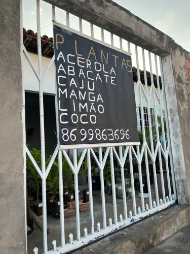 Mudas de plantas frutíferas 