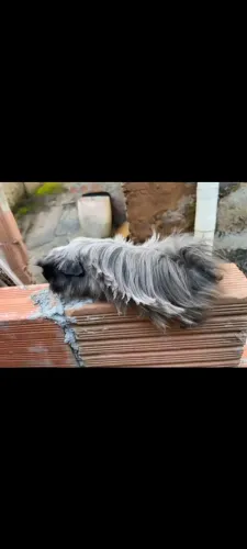 Vendo porquinho da india