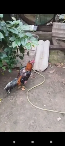 Vende se 1 galo índio ou troco 
