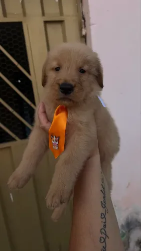 Filhotes de Golden Retriever