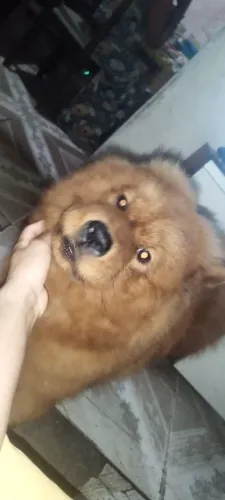 Vendo Chow Chow
