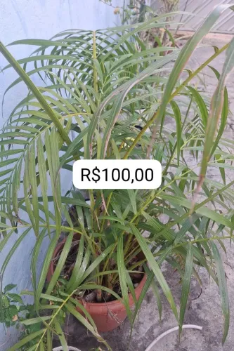 Vende-se plantas