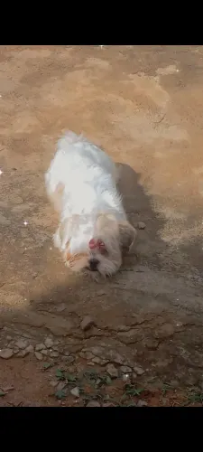 Procurando um namorado pra minha shitzu 