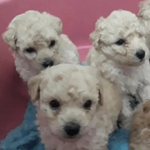 Poodle Casal Lindo