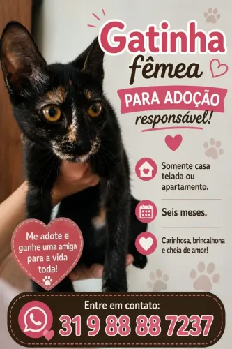 Gatinha para adoção 
