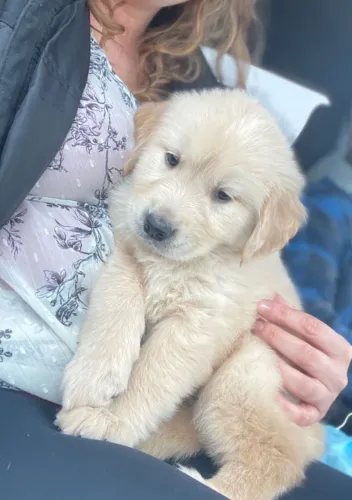 Golden Retriever disponível. Inteligente, dócil e perfeito para toda a família.