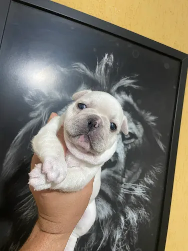 Buldogue francês