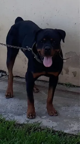 Cachorro rottweiler para doação