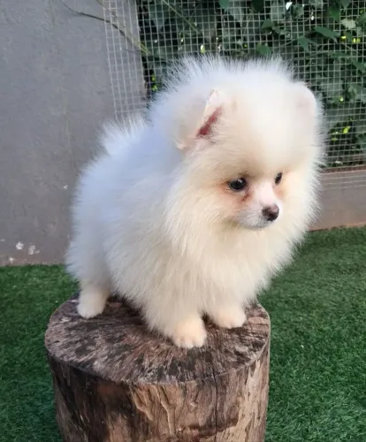 Lulu da Pomerânia - 2 machos e 1 fêmea