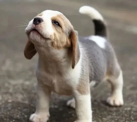 Linda filhote de beagle femea 